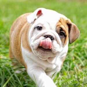 Meet your Posher, Audrey